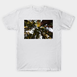 Redwoods trees and sky T-Shirt